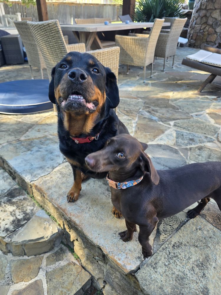 Happy client: Rottweiler and dachshund