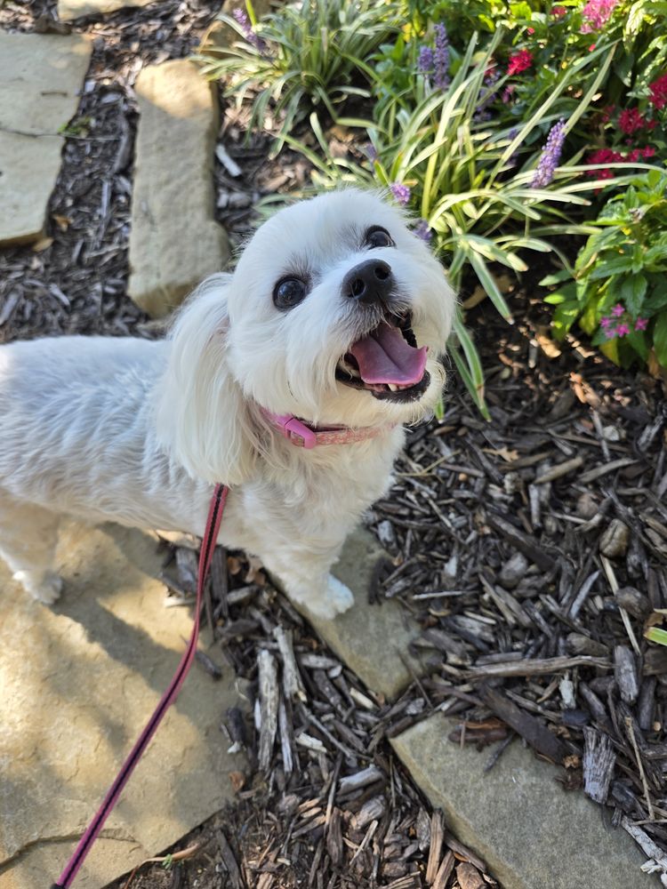 Happy client: little white fluffy dog