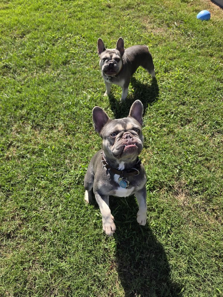 Happy client: two French bulldogs