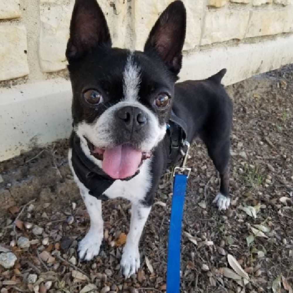 Happy client: Boston terrier