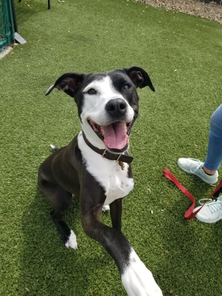 Happy client: black-and-white pup